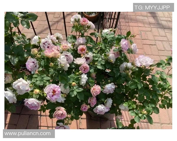 武汉排球队的崛起之路：从默默无闻到全国瞩目的冠军之旅